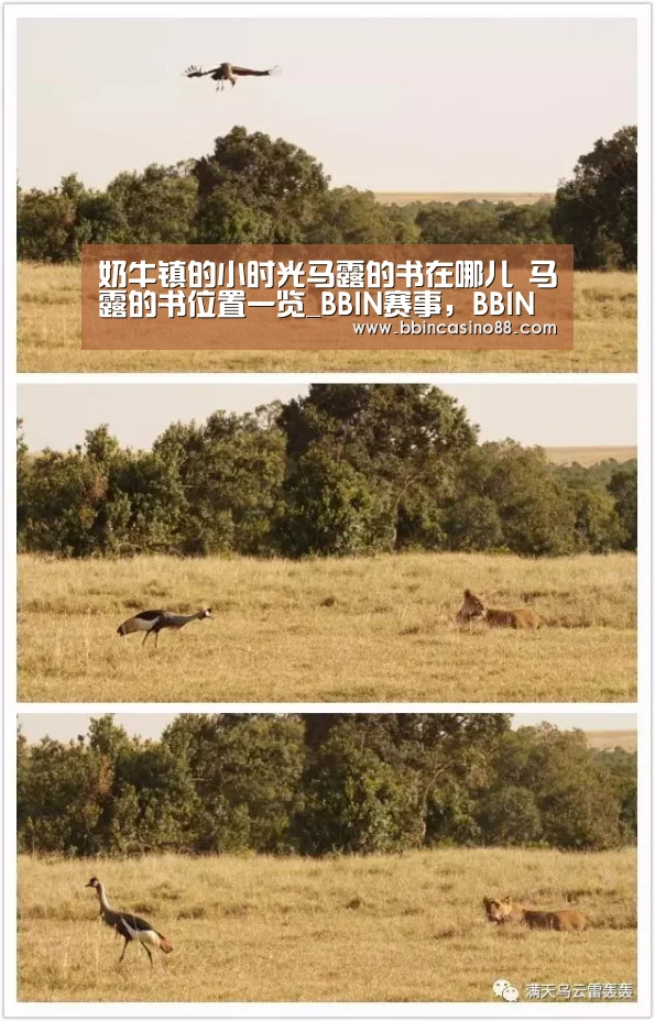 BBIN赛事，BBIN真人，BBIN视讯，BBIN直播